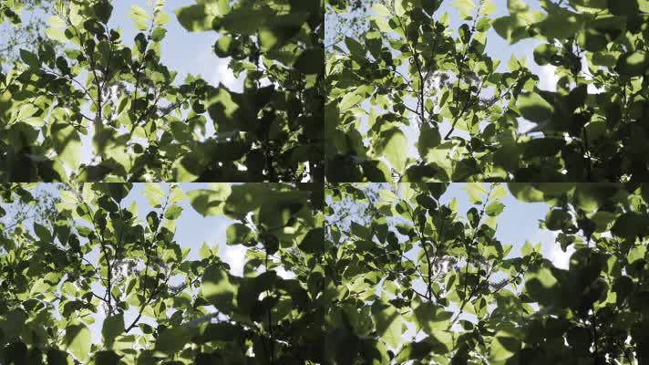 阳光穿透树叶仰拍绿色树林