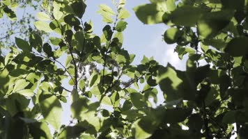 阳光穿透树叶仰拍绿色树林