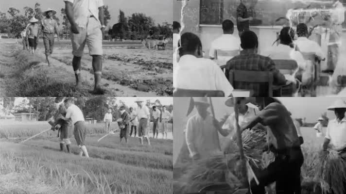 1965年台湾专家教授非洲农民种植技术