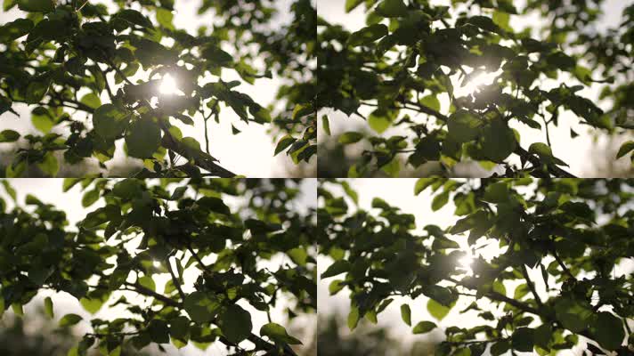 仰拍绿色树林阳光穿透树叶