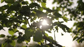 仰拍绿色树林阳光穿透树叶