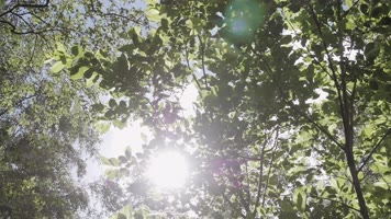 阳光穿透树叶仰拍绿色树林