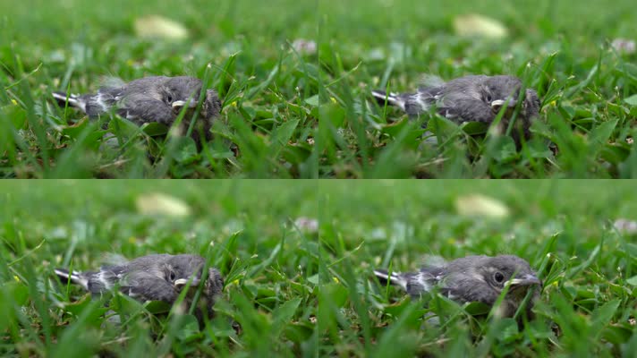 【4K】乌鸦幼鸟在草地上