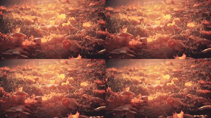 金秋一地枫叶，阳光温柔