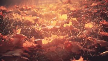 金秋一地枫叶，阳光温柔