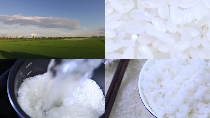 水稻 大米 播种 收割 小米 粒粒分明
