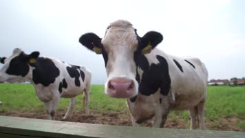 奶牛挤奶电影级素材