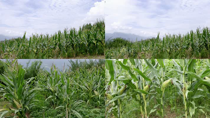 玉米-苞谷-玉米地
