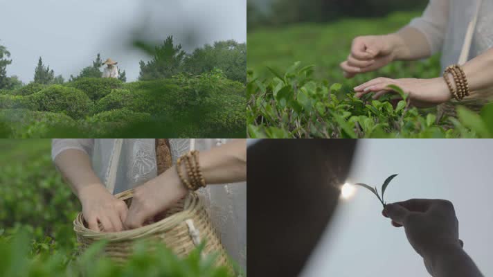 生态茶采摘