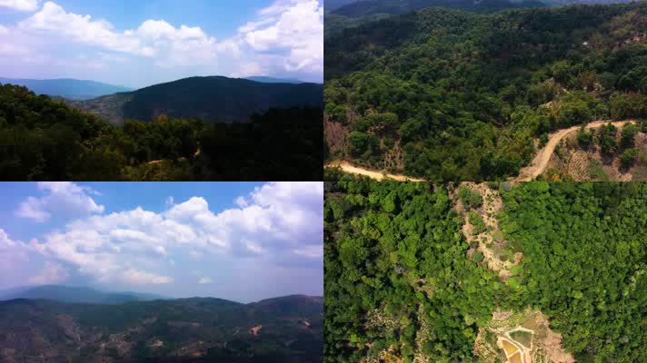 西双版纳茂密原始森林