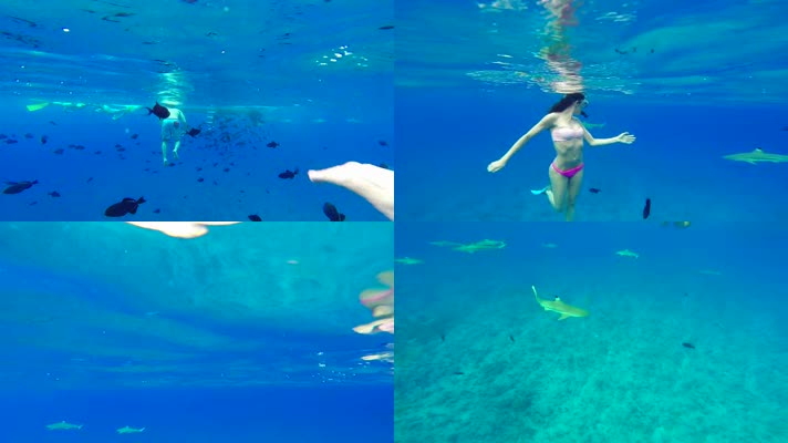 美女潜水游泳蓝色大海水下风景海底鲨鱼群