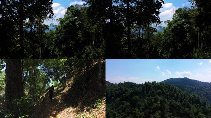 西双版纳原始森林