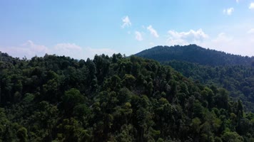 西双版纳原始森林