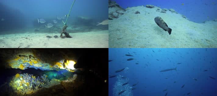 海底世界4K