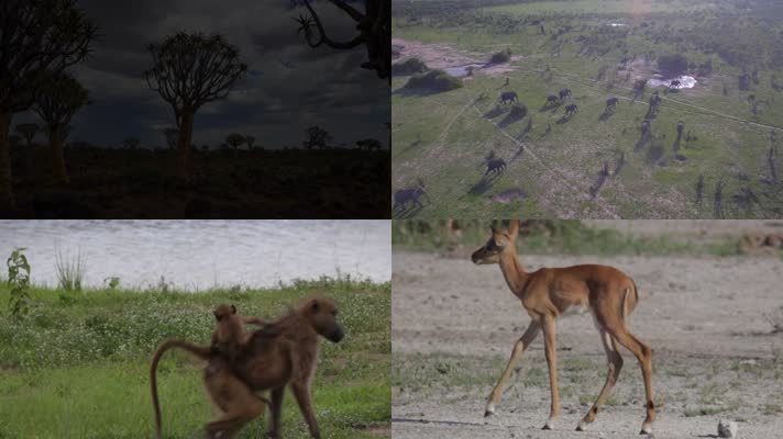 非洲草原动物4K