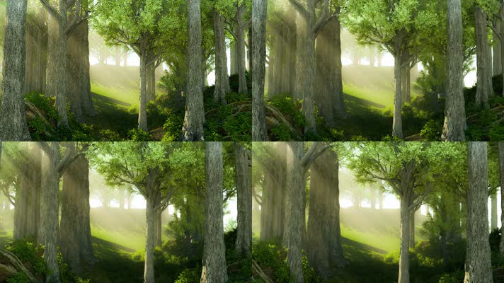 神秘大雾阳光透过树林