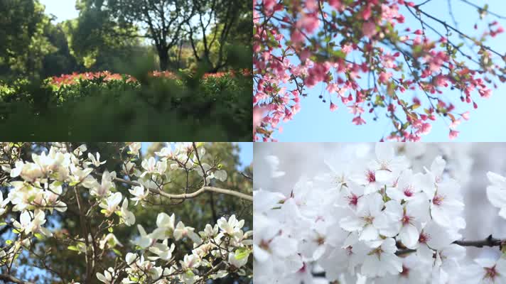 春季花卉树木升格原创可商用