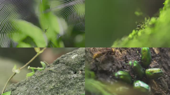 微距拍摄昆虫-蜘蛛-蚂蚁-螳螂