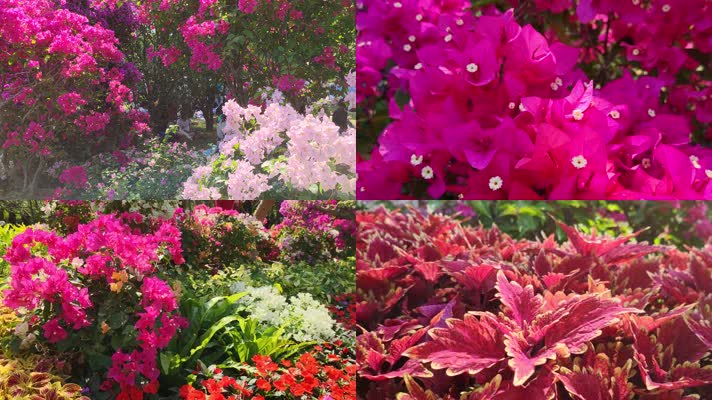 深圳市花勒杜鹃实拍