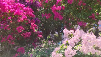 深圳市花勒杜鹃实拍