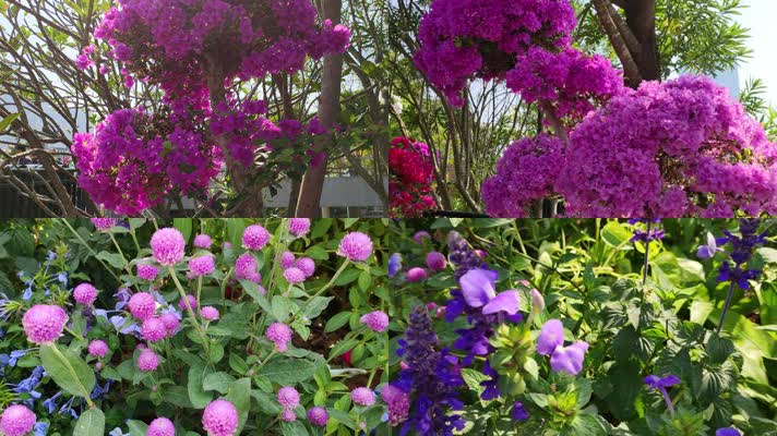 深圳市花勒杜鹃花展