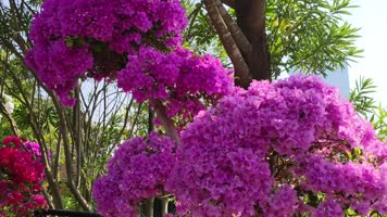 深圳市花勒杜鹃花展