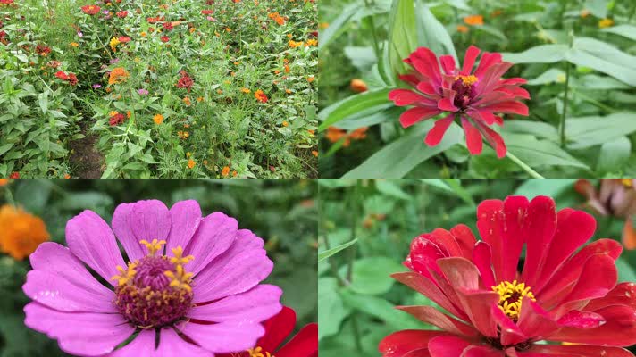 各色小花花海高清实拍素材