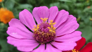 各色小花花海高清实拍素材