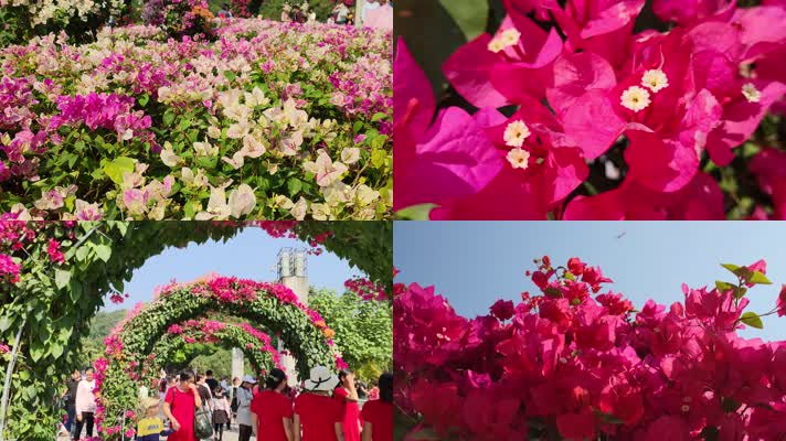 深圳市花勒杜鹃花展实拍