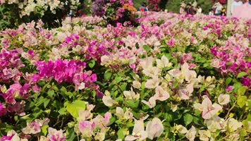 深圳市花勒杜鹃花展实拍