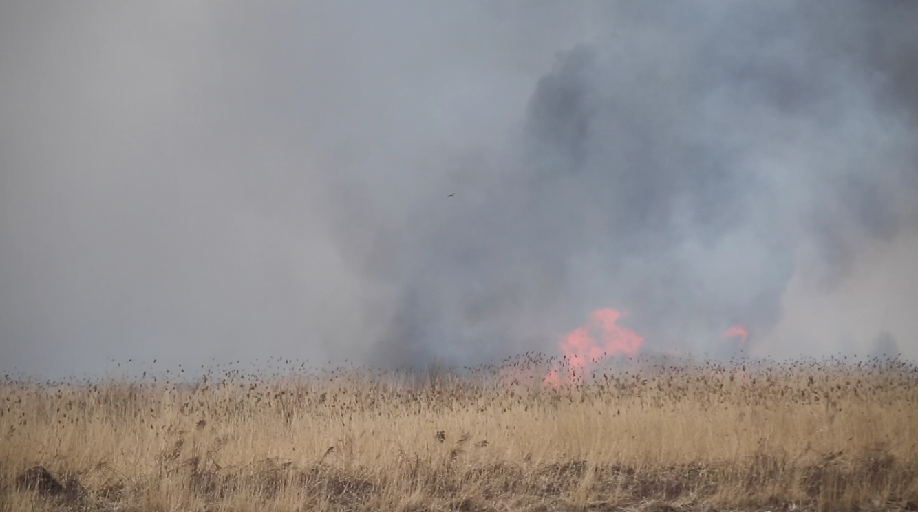 烧荒野火高清实拍
