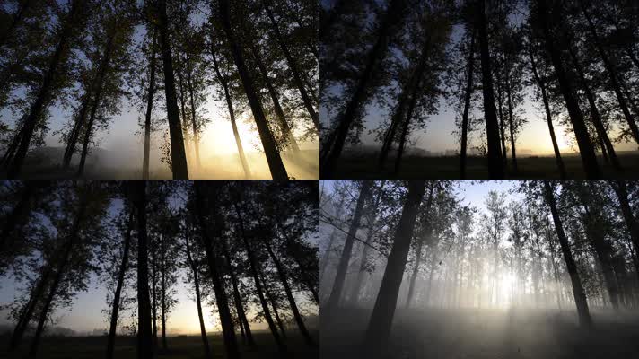 森林清晨丛林晨雾