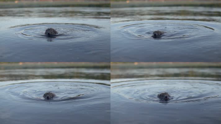 刺猬在河里游泳