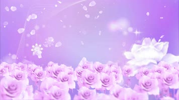 4K唯美花瓣飞舞花海背景