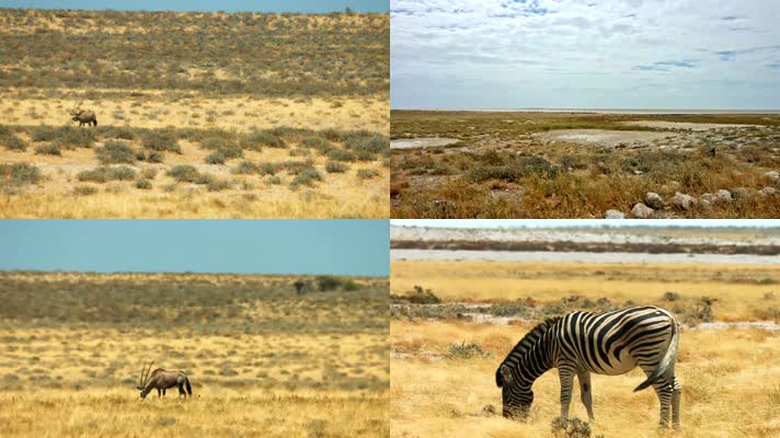 非洲卡拉哈里沙漠里的动物