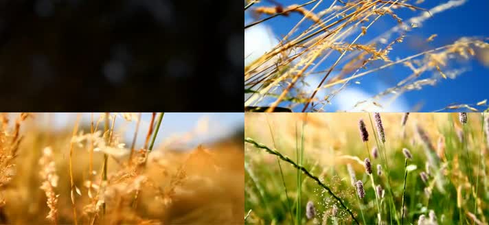 野草薰衣草花香自然生态环境实拍