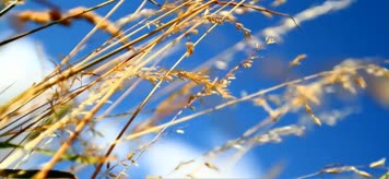 野草薰衣草花香自然生态环境实拍