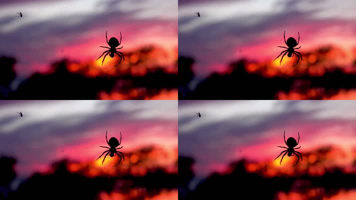 蜘蛛剪影，黄昏日出