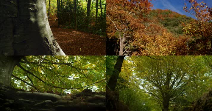 秋天的森林4K