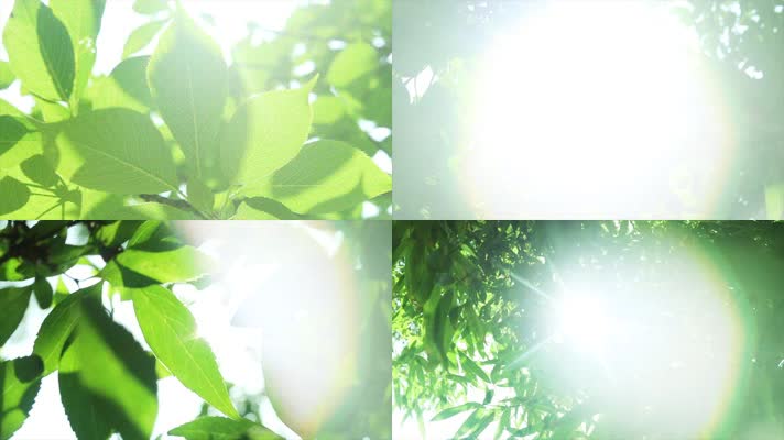 原创温暖阳光树叶小清新