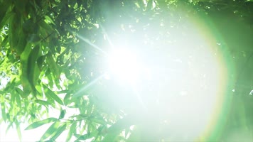 原创温暖阳光树叶小清新