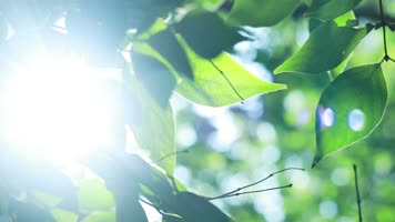 原创唯美夏天阳光穿过树叶