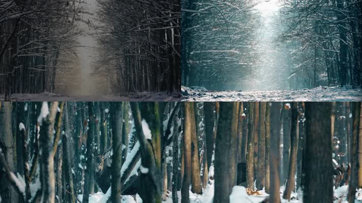冬天森林，森林雪景，野生动物