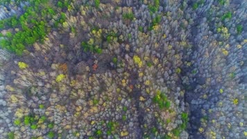 秋天黄叶 黄叶  秋景  航拍 秋天黄叶 黄叶  秋景  航拍