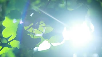 原创唯美小清新阳光树叶