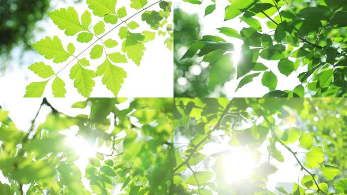 原创实拍唯美夏日阳光绿叶