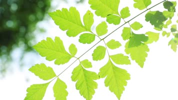 原创实拍唯美夏日阳光绿叶