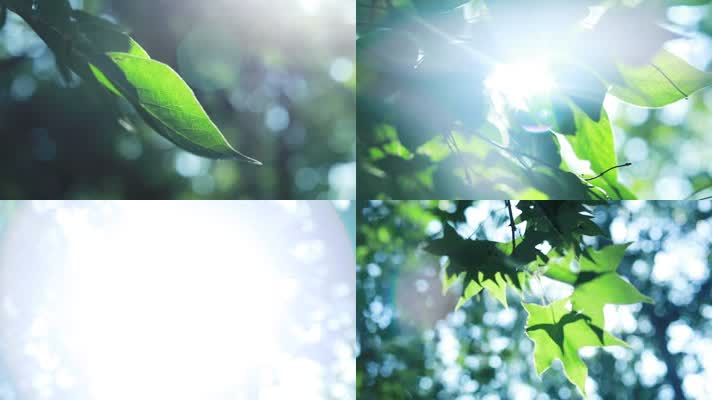 原创唯美小清新阳光树叶美景