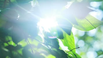 原创唯美小清新阳光树叶美景