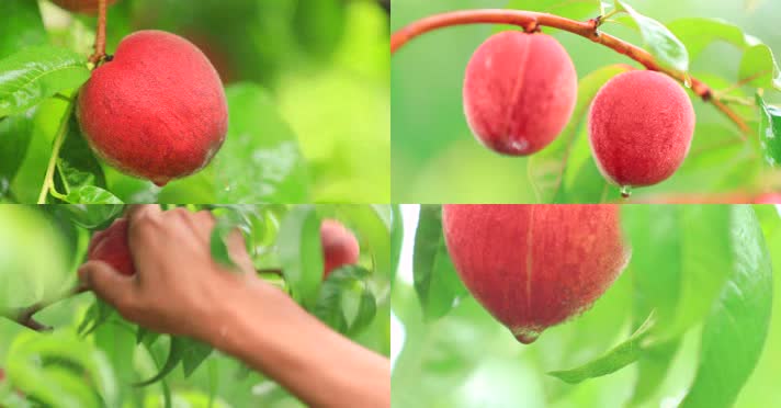 桃子4k  原创水蜜桃园林采摘 